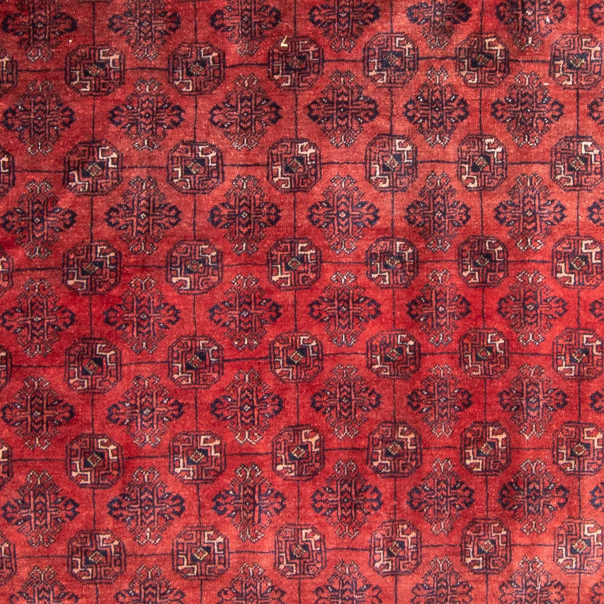 Turkaman-tæppe - 305 x 202 cm - rød