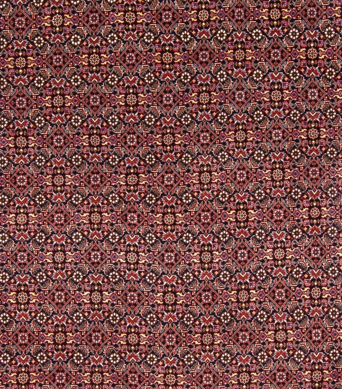 Persisk tæppe - Bijar - Royal - 337 x 260 cm - mørkeblå