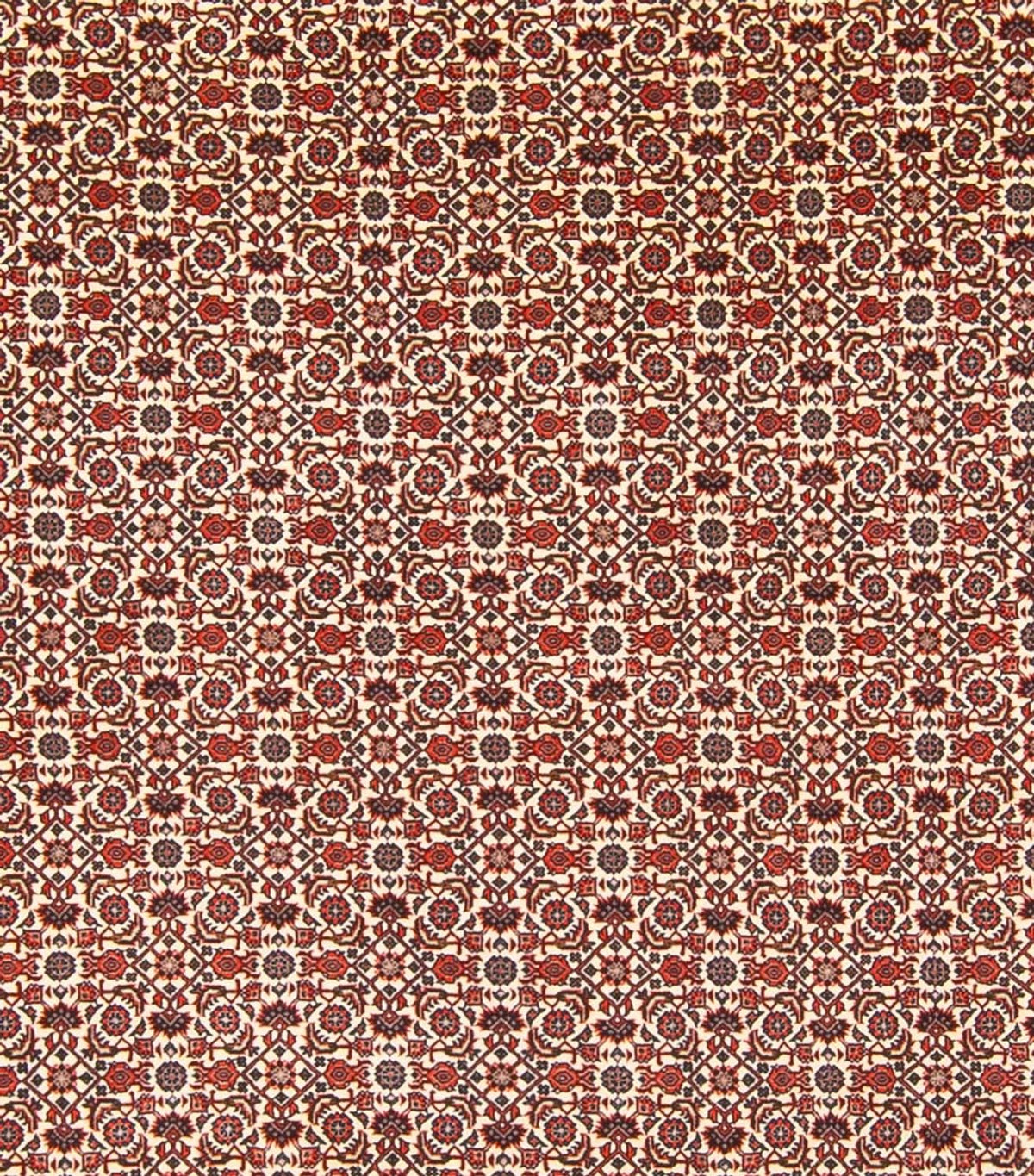 Persisk tæppe - Bijar - Royal - 343 x 260 cm - creme