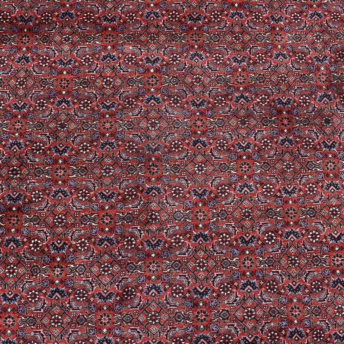 Persisk tæppe - Bijar - 490 x 350 cm - bordeaux rød