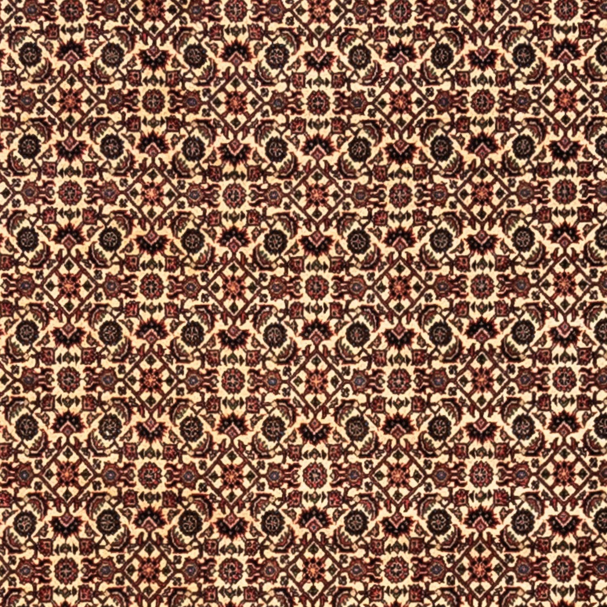 Persisk tæppe - Bijar - Royal - 302 x 208 cm - beige