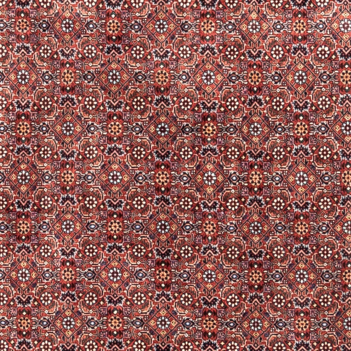 Persisk tæppe - Bijar - Royal - 306 x 204 cm - rød
