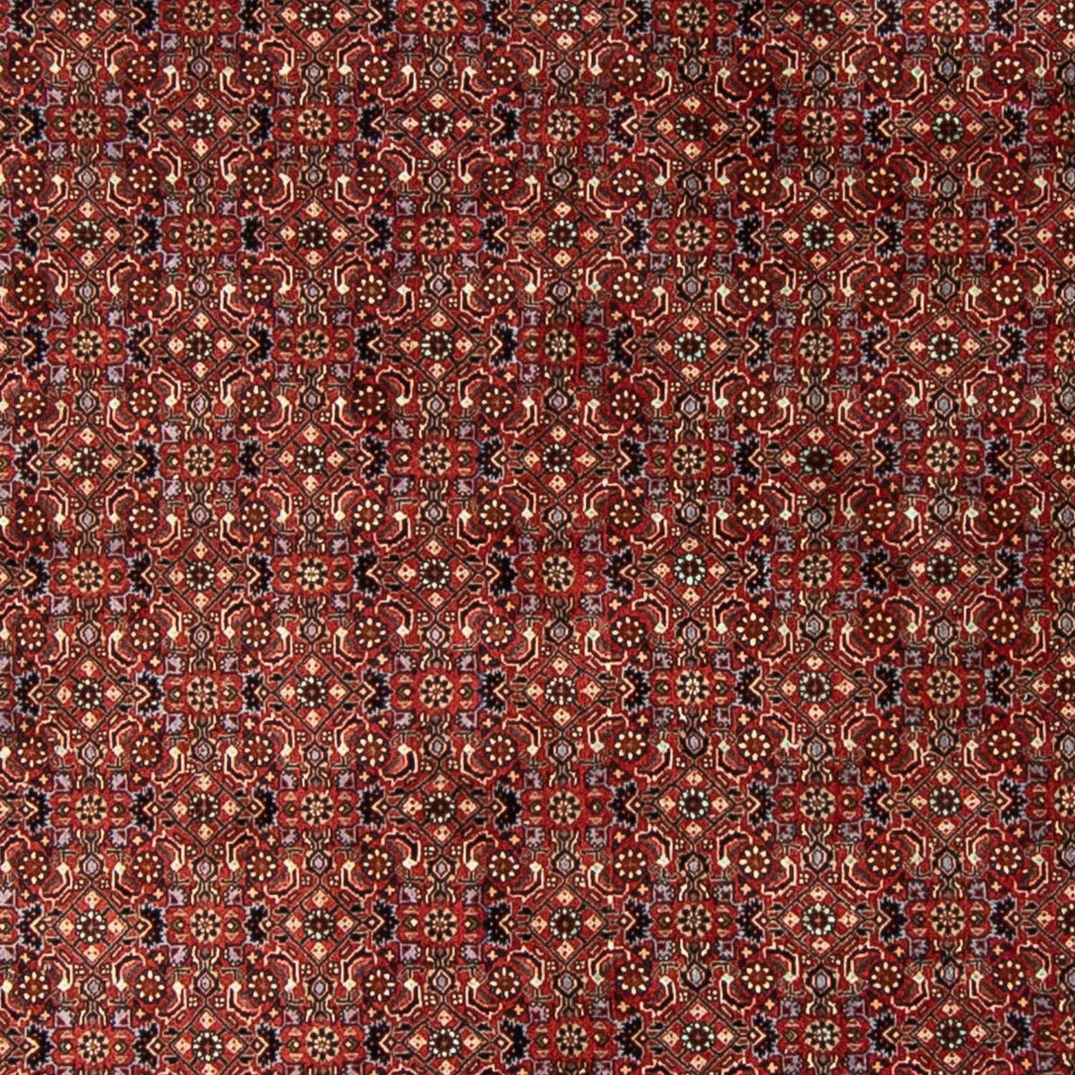 Persisk tæppe - Bijar rundt  - 250 x 250 cm - mørkerød