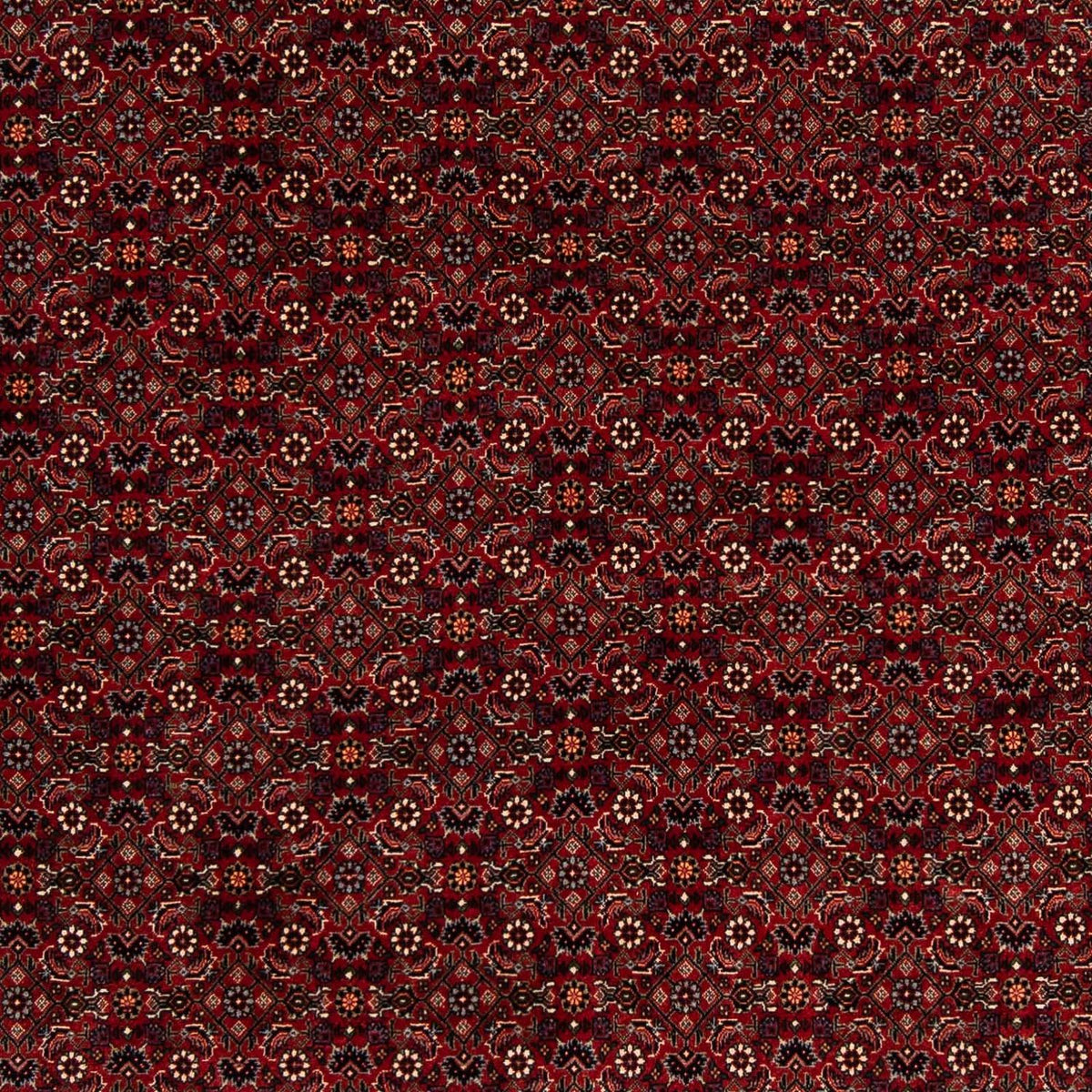 Persisk tæppe - Bijar firkantet - 212 x 205 cm - mørkerød