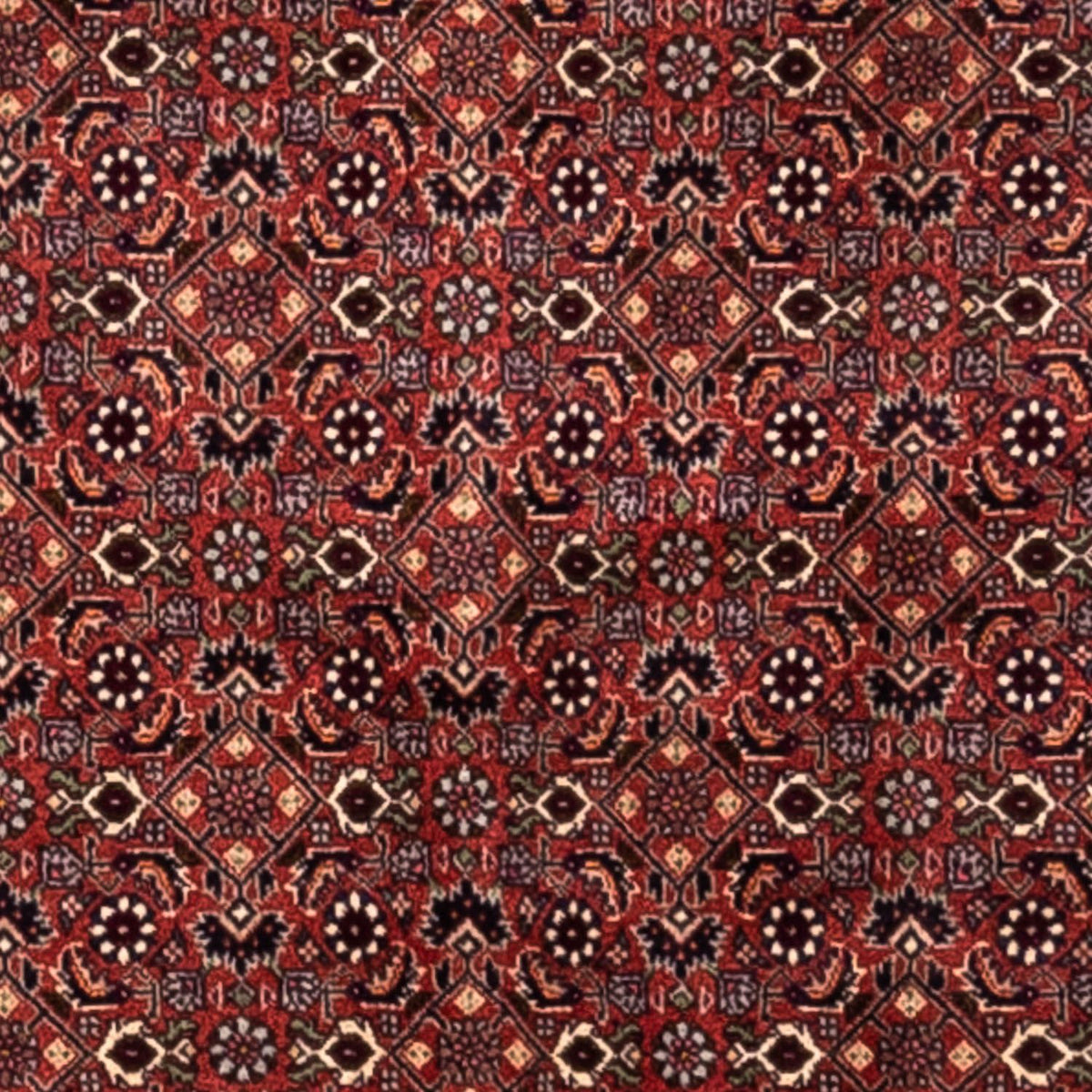 Persisk tæppe - Bijar - Royal - 293 x 200 cm - rød