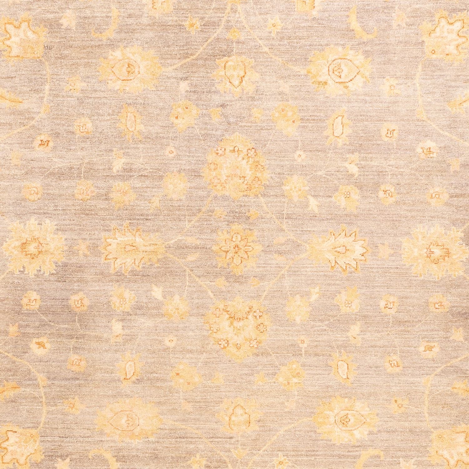 Ziegler Carpet - 354 x 260 cm - beige