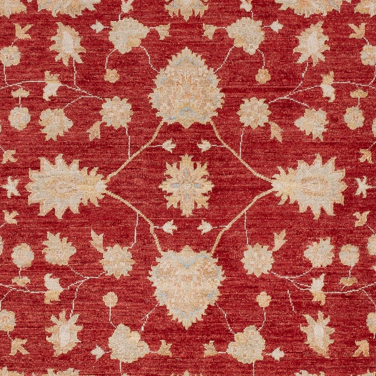 Ziegler Carpet - 299 x 247 cm - rød