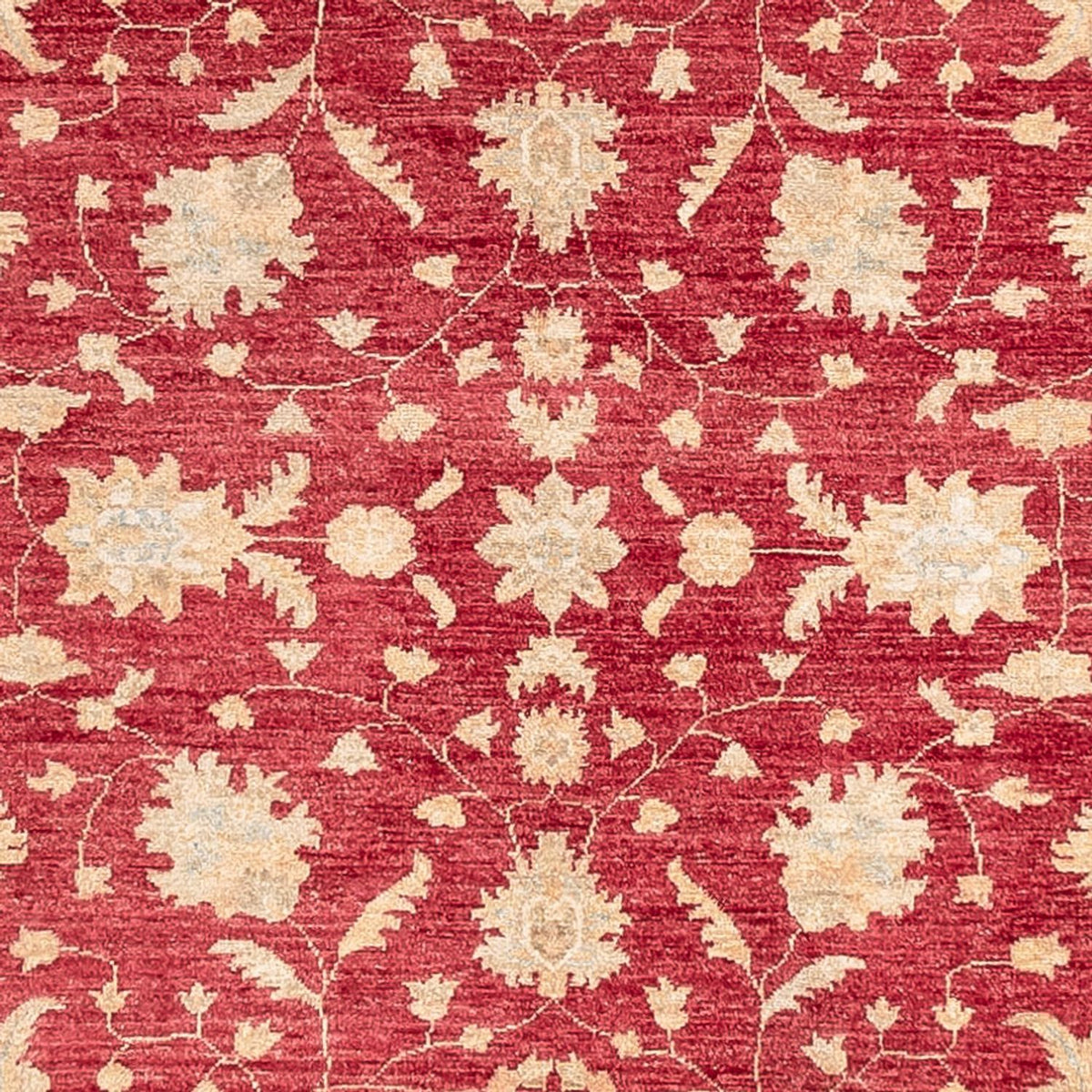 Løber Ziegler Carpet - 402 x 152 cm - rød