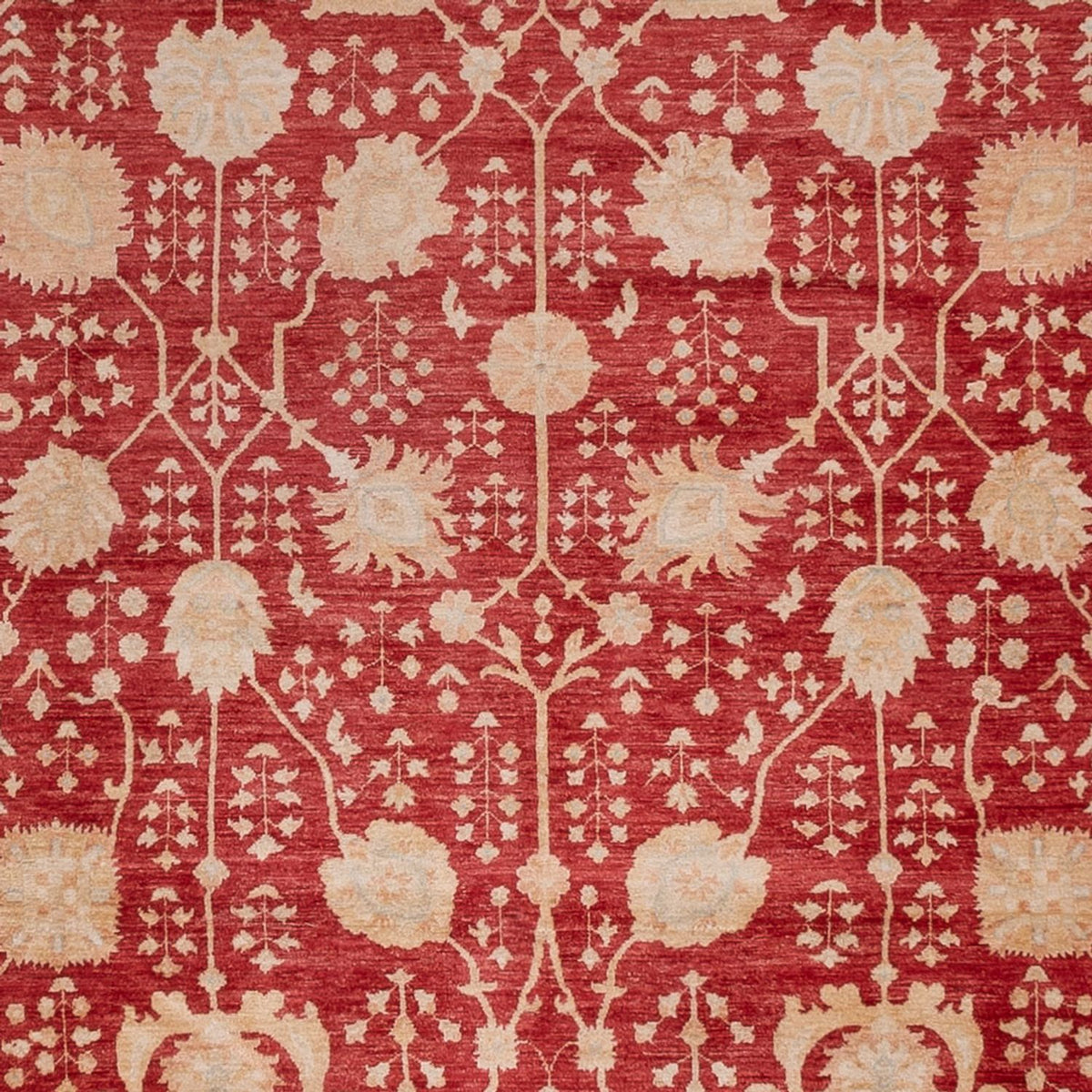 Ziegler Carpet - 495 x 400 cm - rød