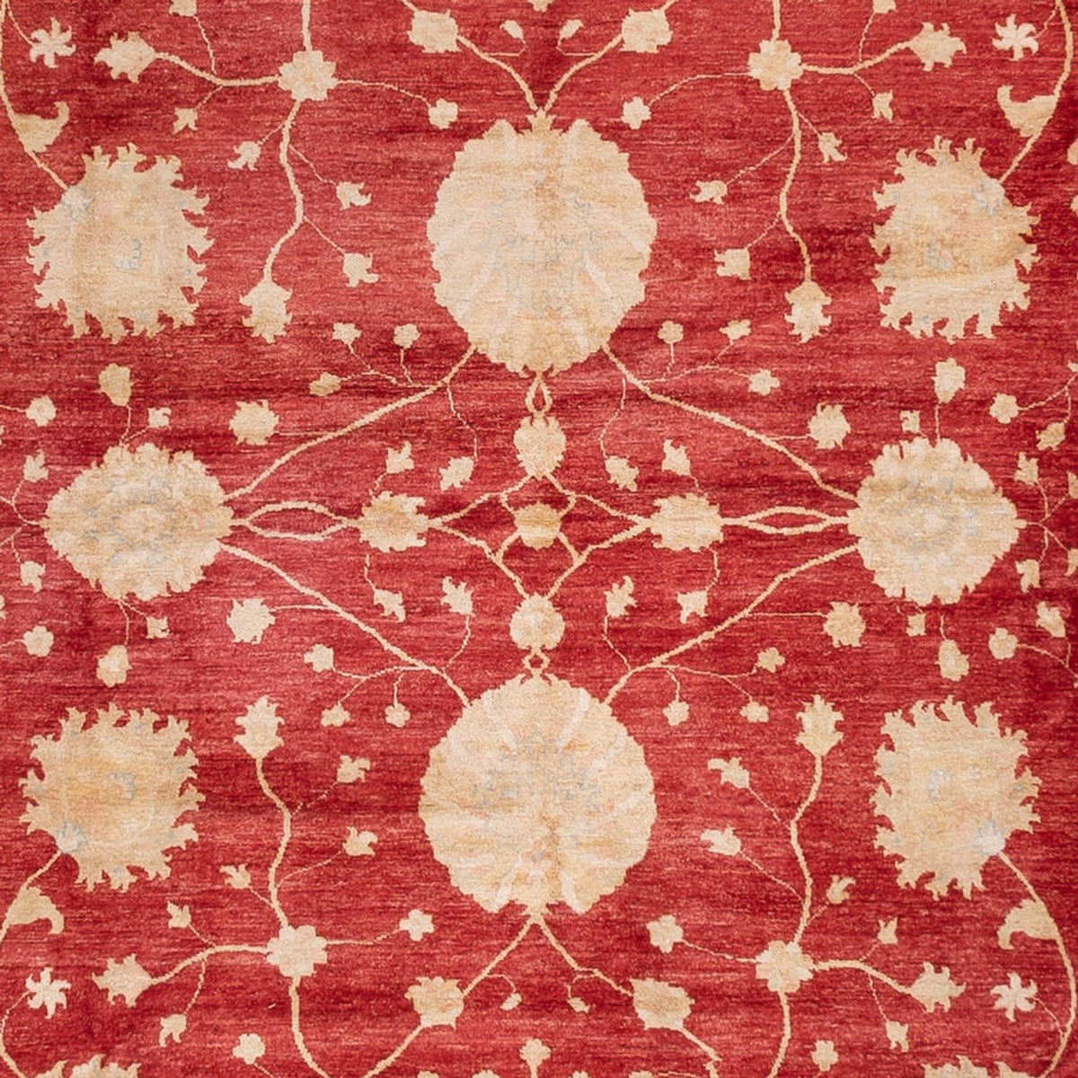 Ziegler Carpet - 521 x 400 cm - beige