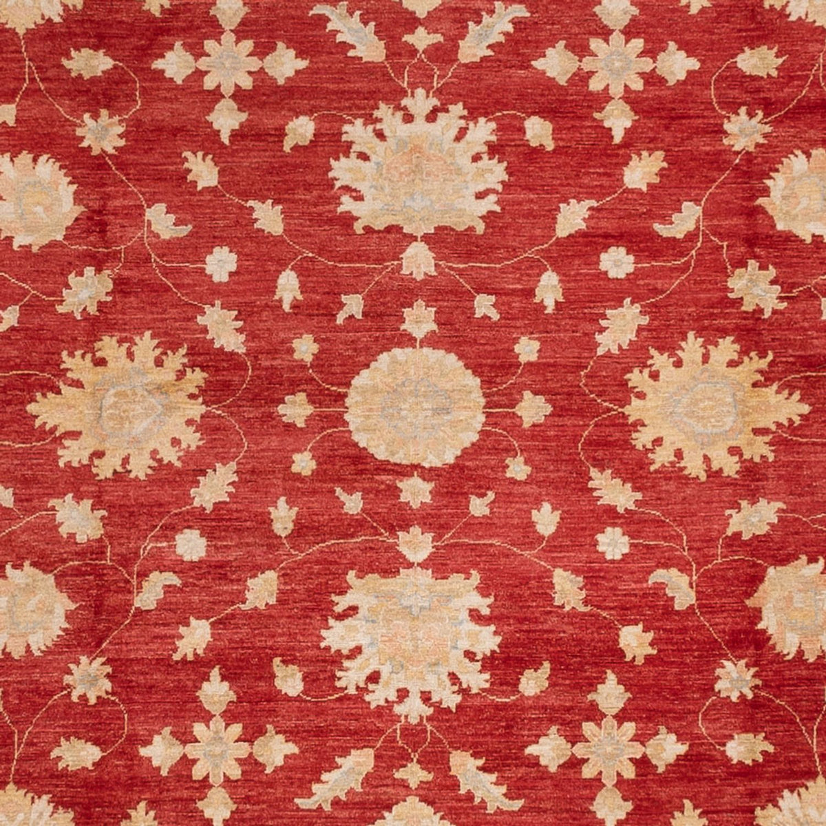 Ziegler Carpet - 496 x 362 cm - rød