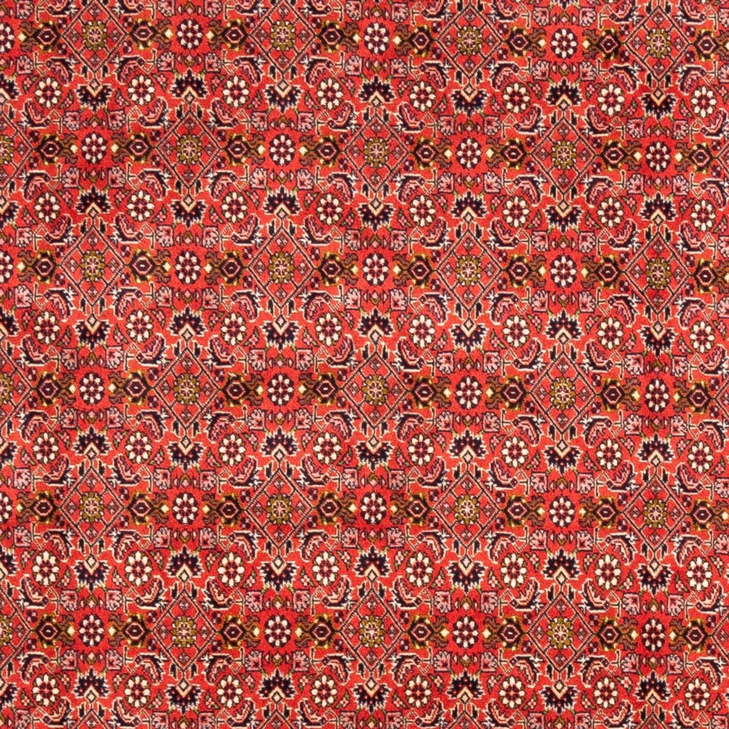 Persisk tæppe - Bijar - Royal - 242 x 168 cm - rød
