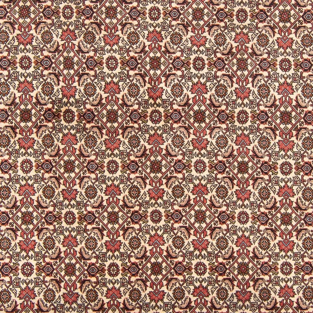 Persisk tæppe - Bijar - Royal - 290 x 200 cm - creme