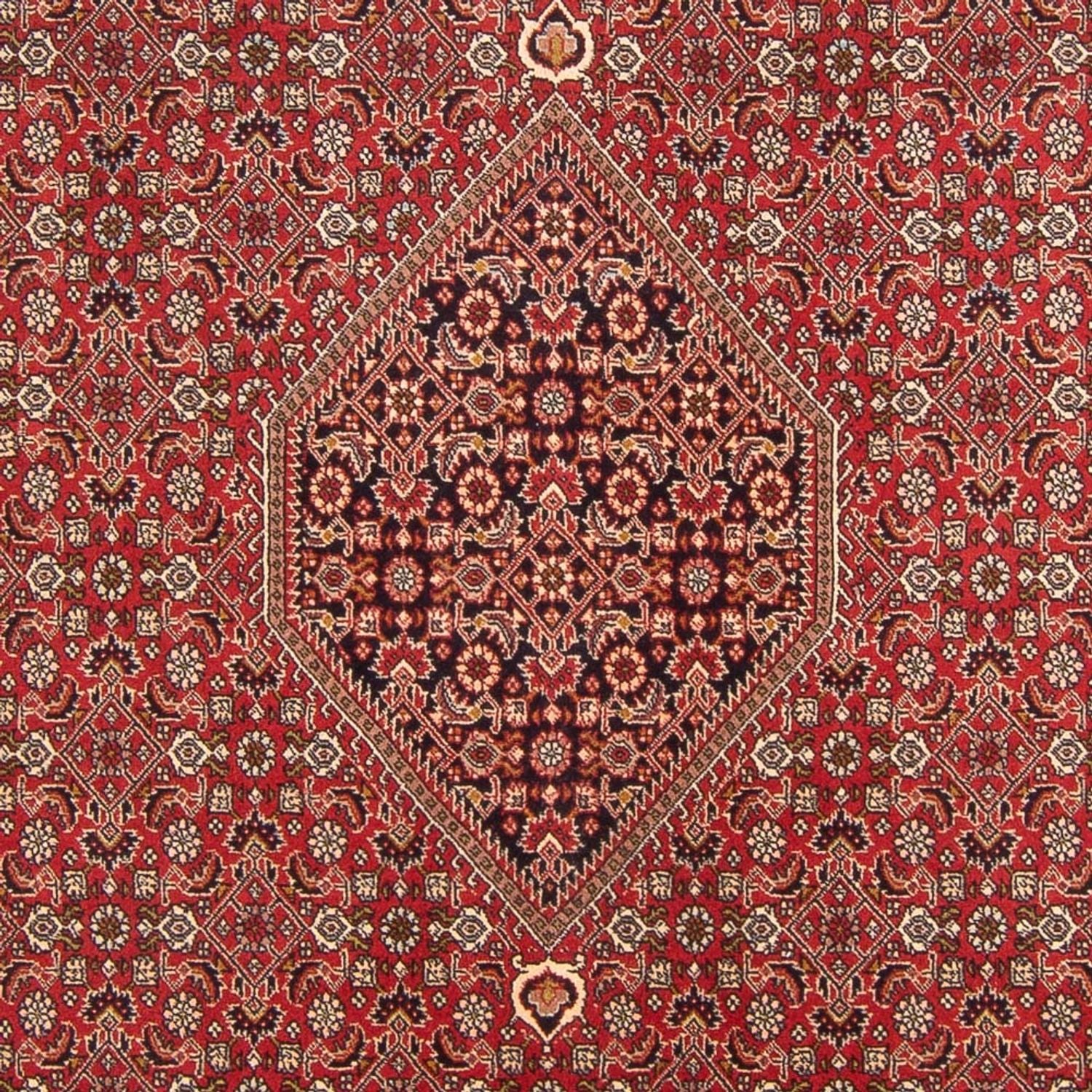 Persisk tæppe - Bijar - Royal - 298 x 203 cm - rød