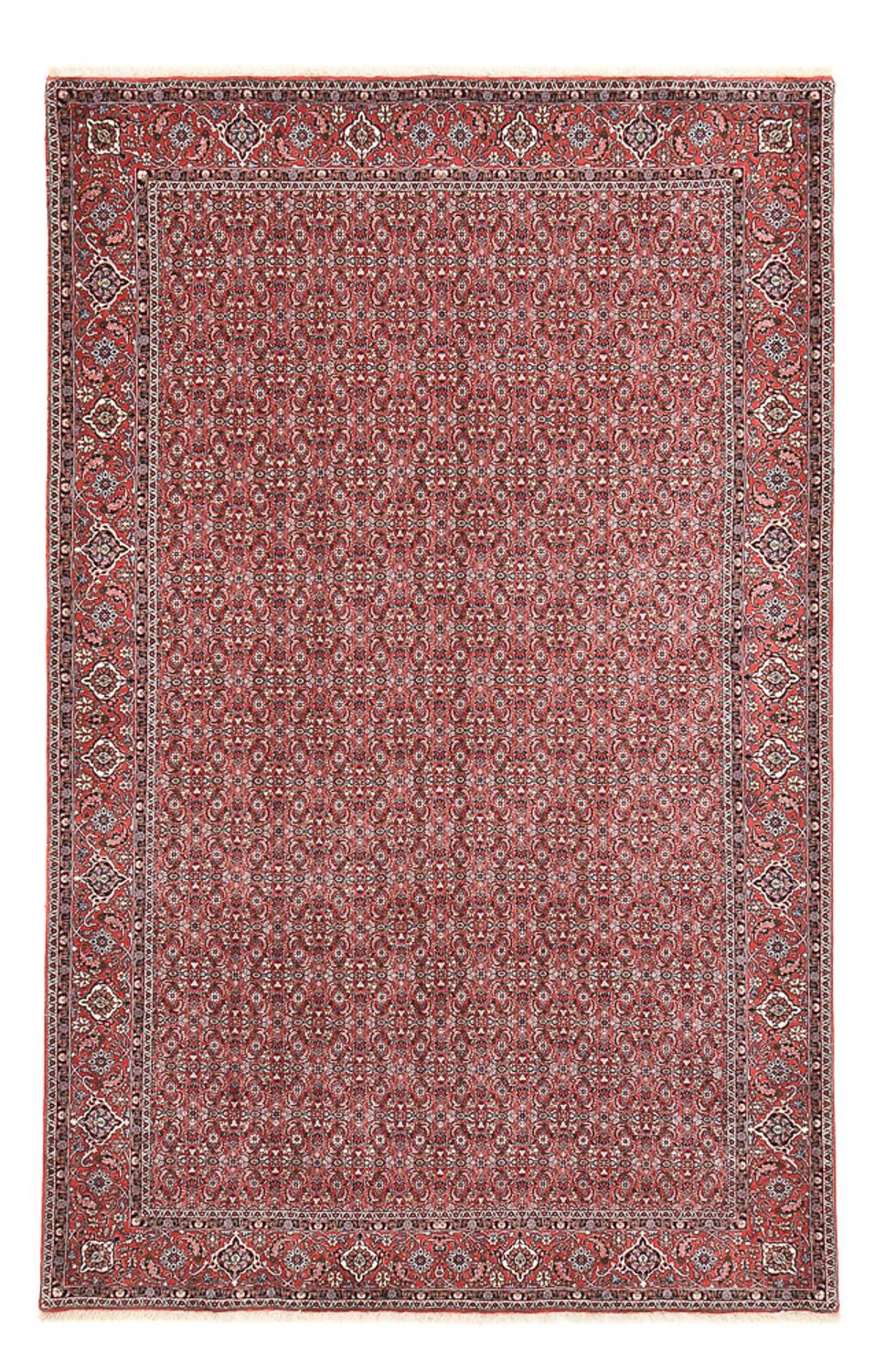 Persisk tæppe - Bijar - 347 x 221 cm - rust