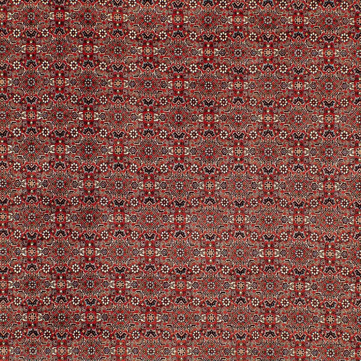 Persisk tæppe - Bijar - 300 x 206 cm - lysrød