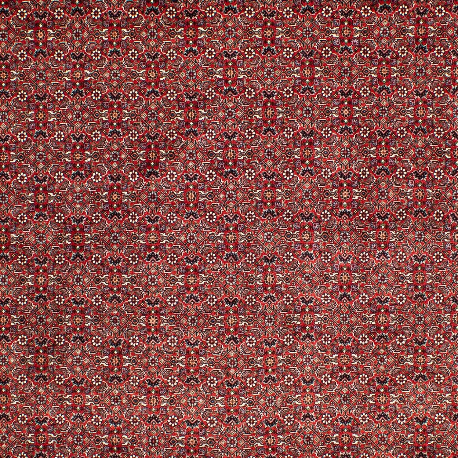 Persisk tæppe - Bijar - 302 x 210 cm - mørkerød