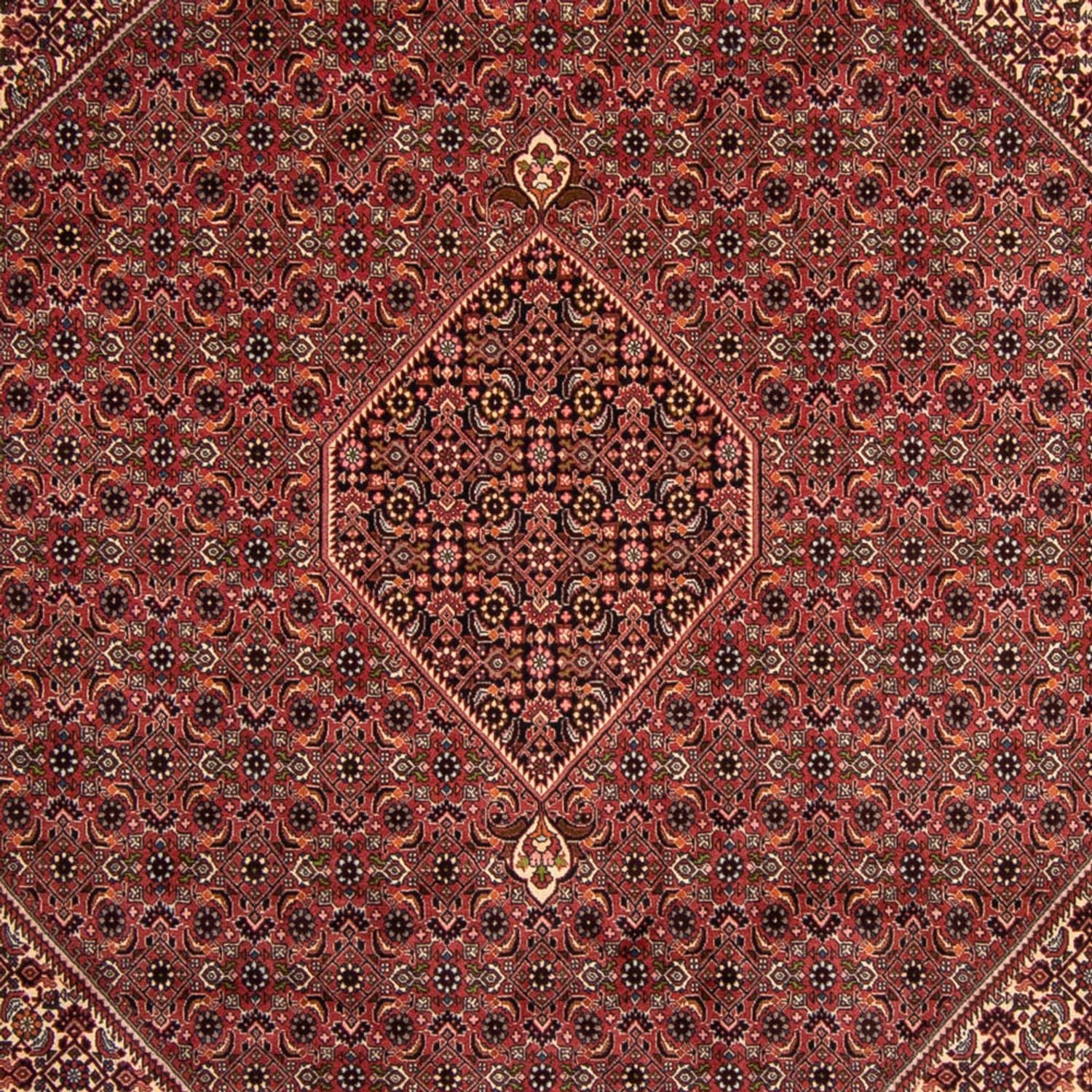Persisk tæppe - Bijar - 338 x 248 cm - brun