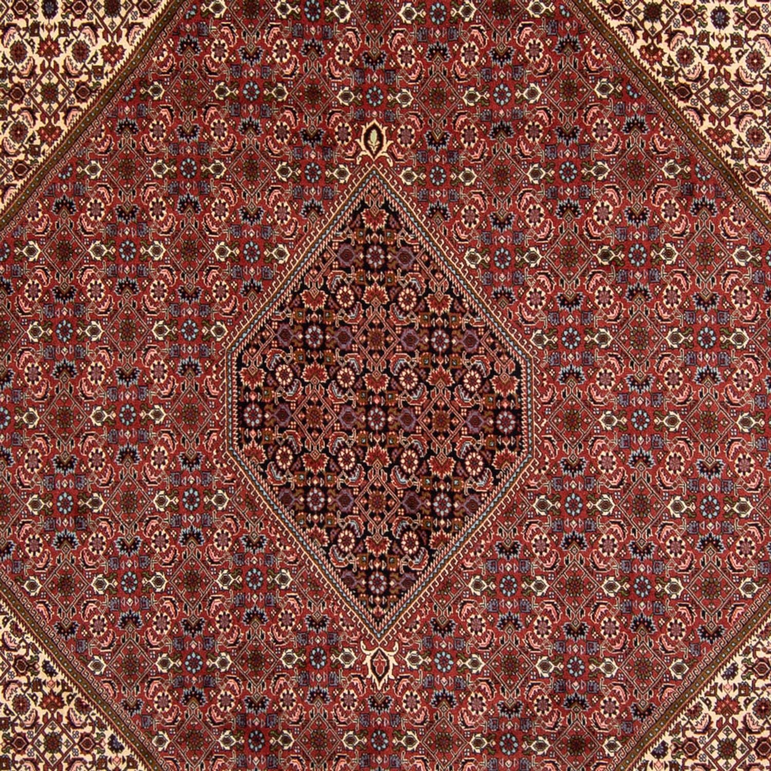 Persisk tæppe - Bijar - 340 x 252 cm - brun
