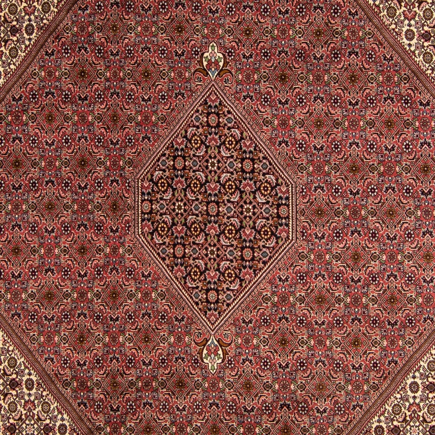 Persisk tæppe - Bijar - 350 x 245 cm - brun