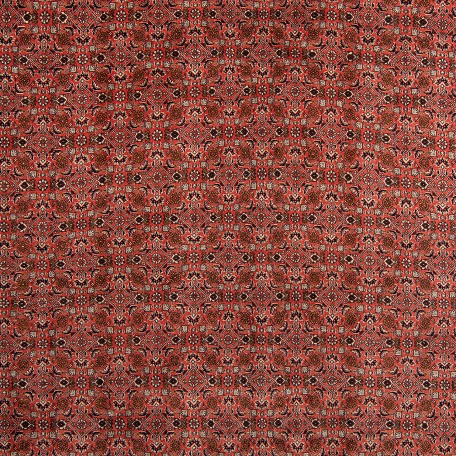 Persisk tæppe - Bijar - 357 x 248 cm - mørkerød