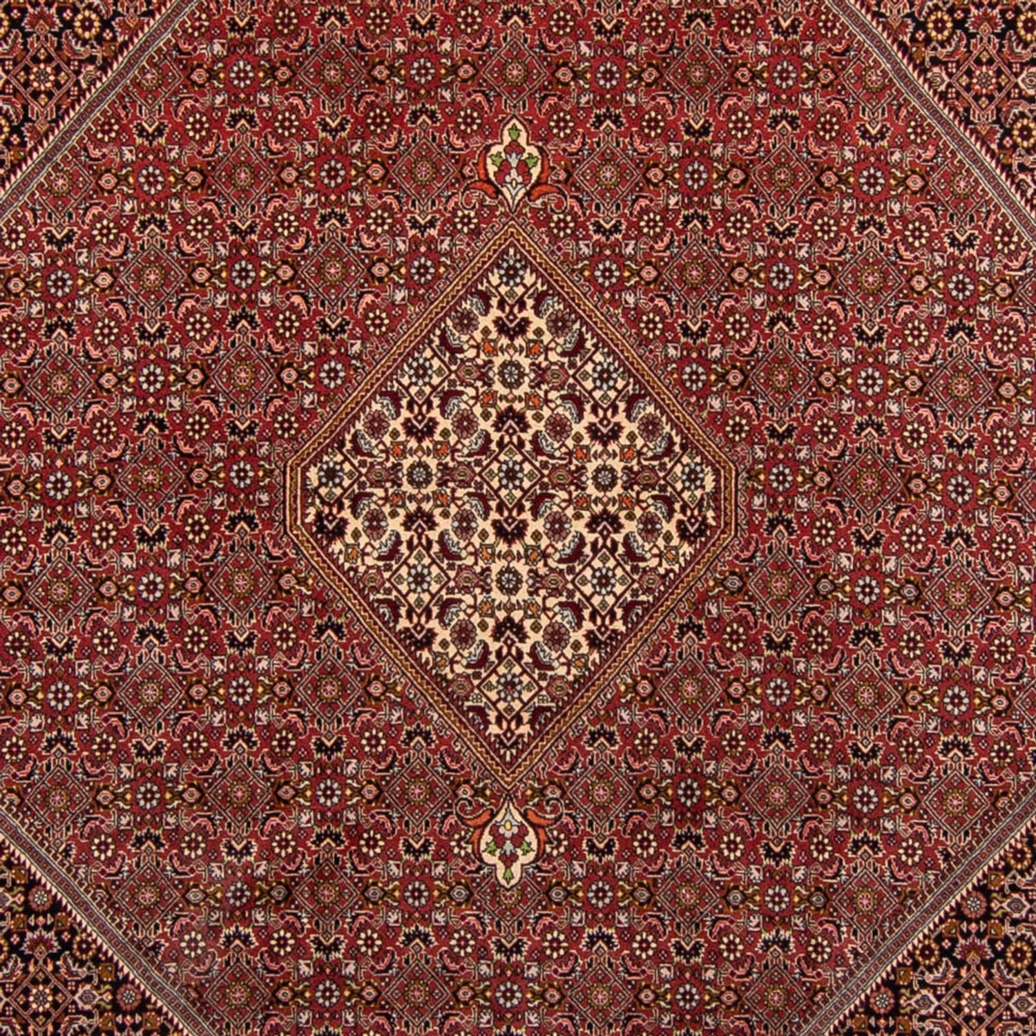 Persisk tæppe - Bijar - 338 x 250 cm - brun