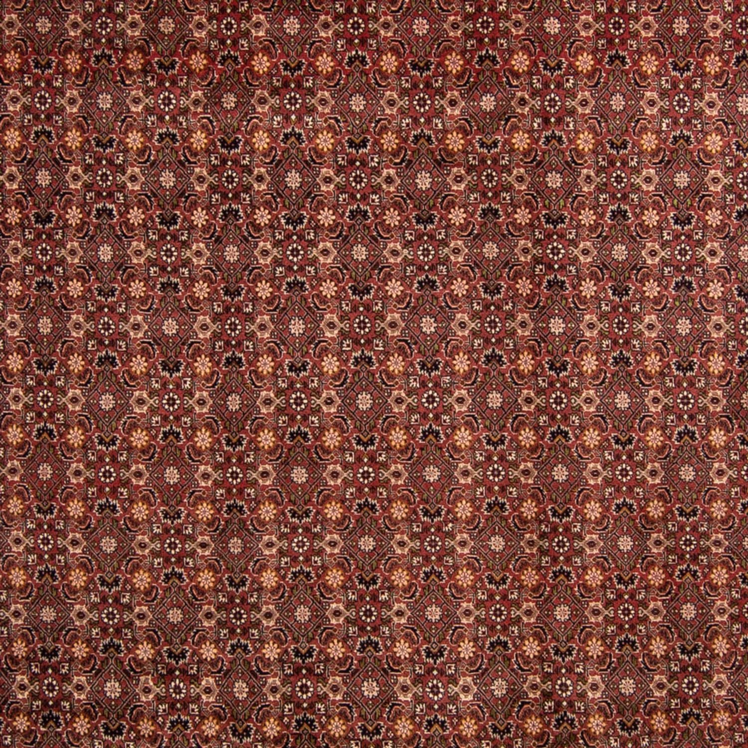 Persisk tæppe - Bijar - 352 x 252 cm - brun
