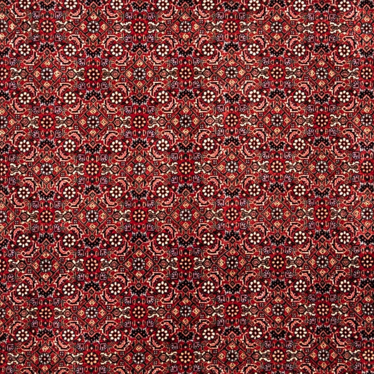 Persisk tæppe - Bijar - Royal - 350 x 252 cm - rød