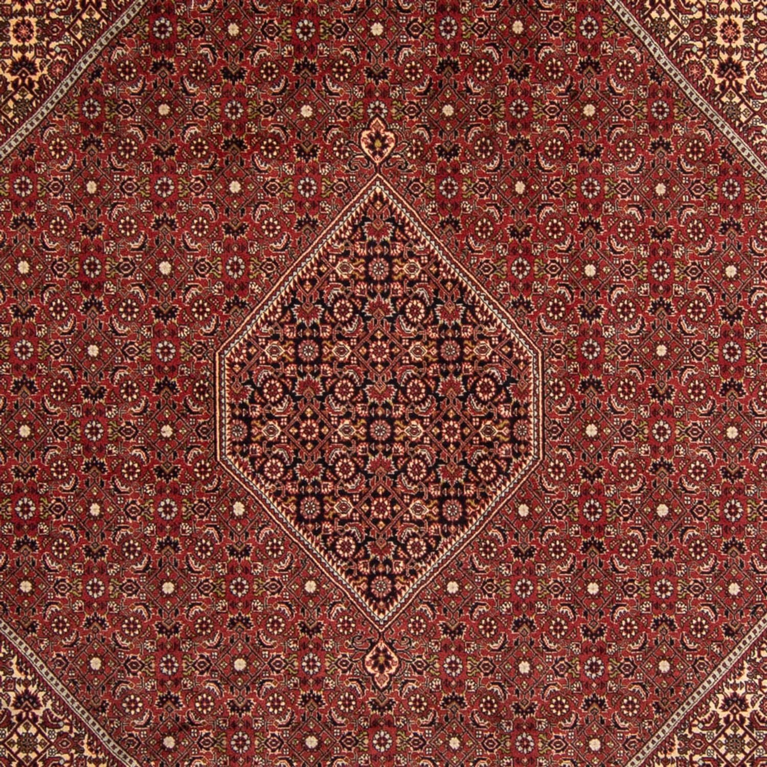 Persisk tæppe - Bijar - 345 x 247 cm - brun