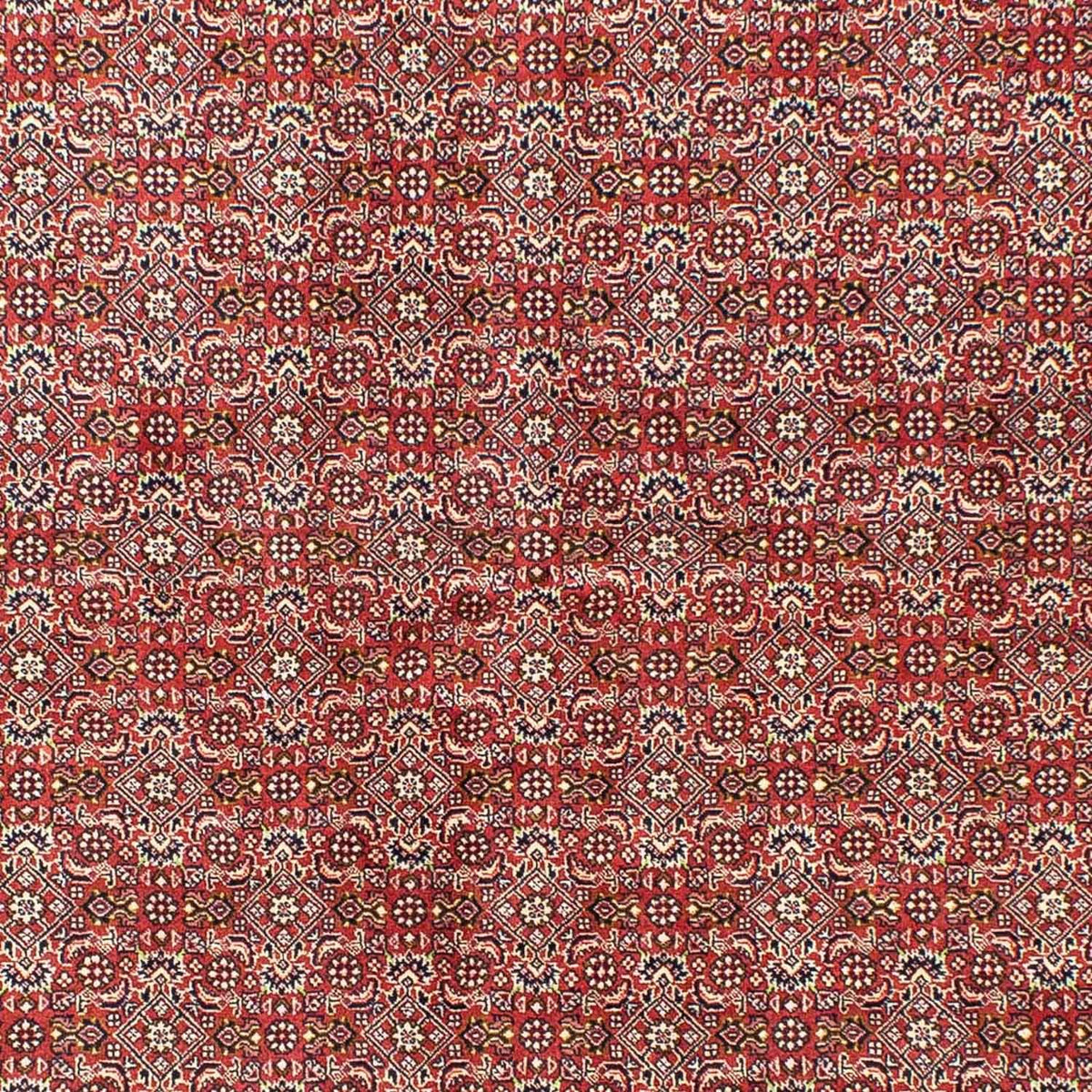 Persisk tæppe - Bijar - 245 x 170 cm - lysrød