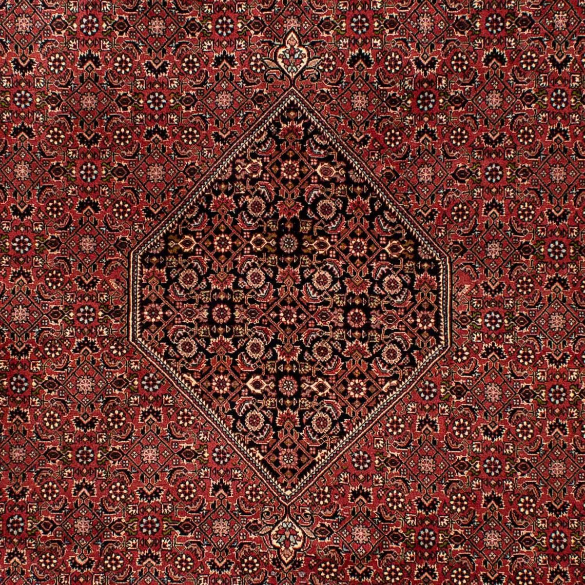 Persisk tæppe - Bijar - 300 x 202 cm - brun