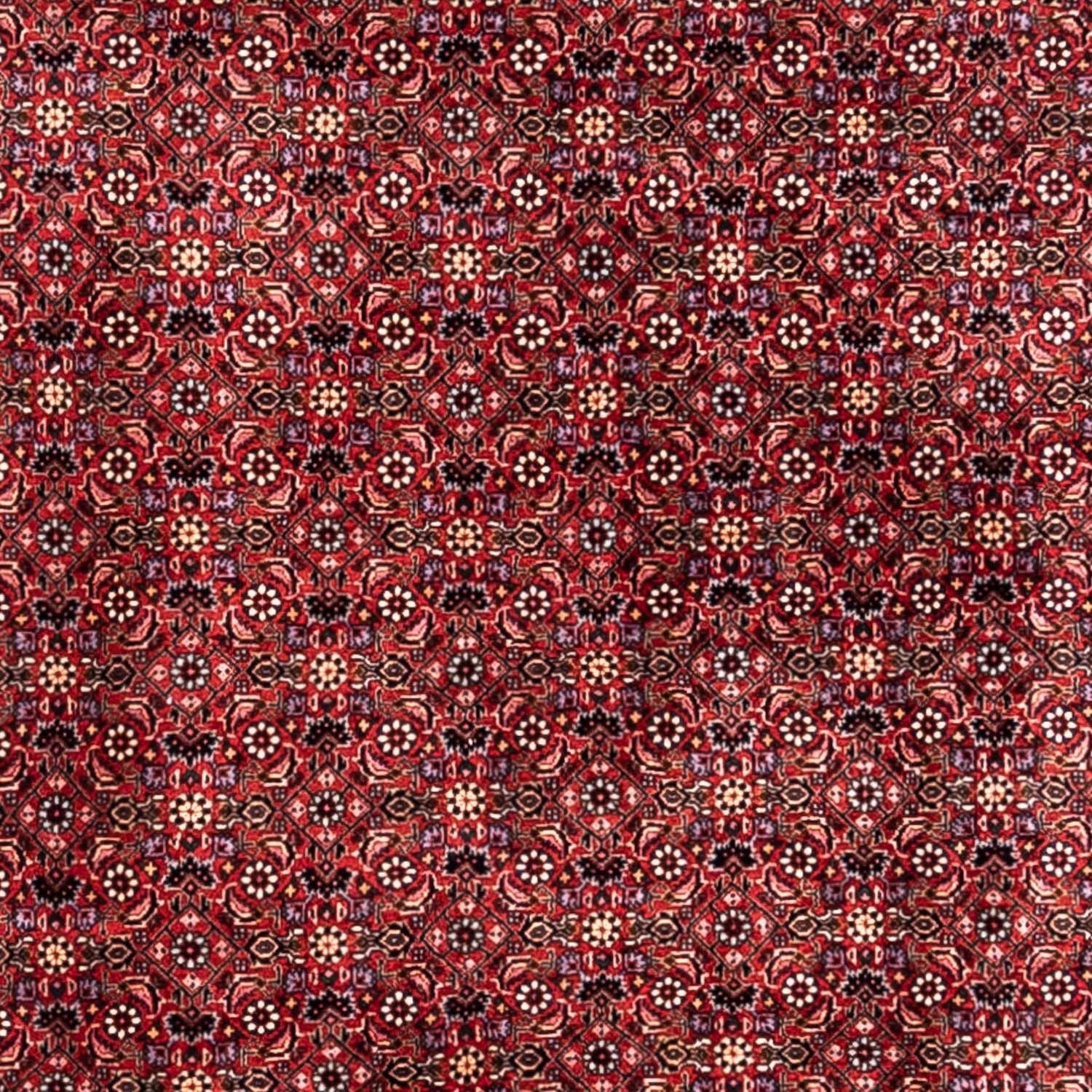 Persisk tæppe - Bijar - Royal - 338 x 250 cm - rød
