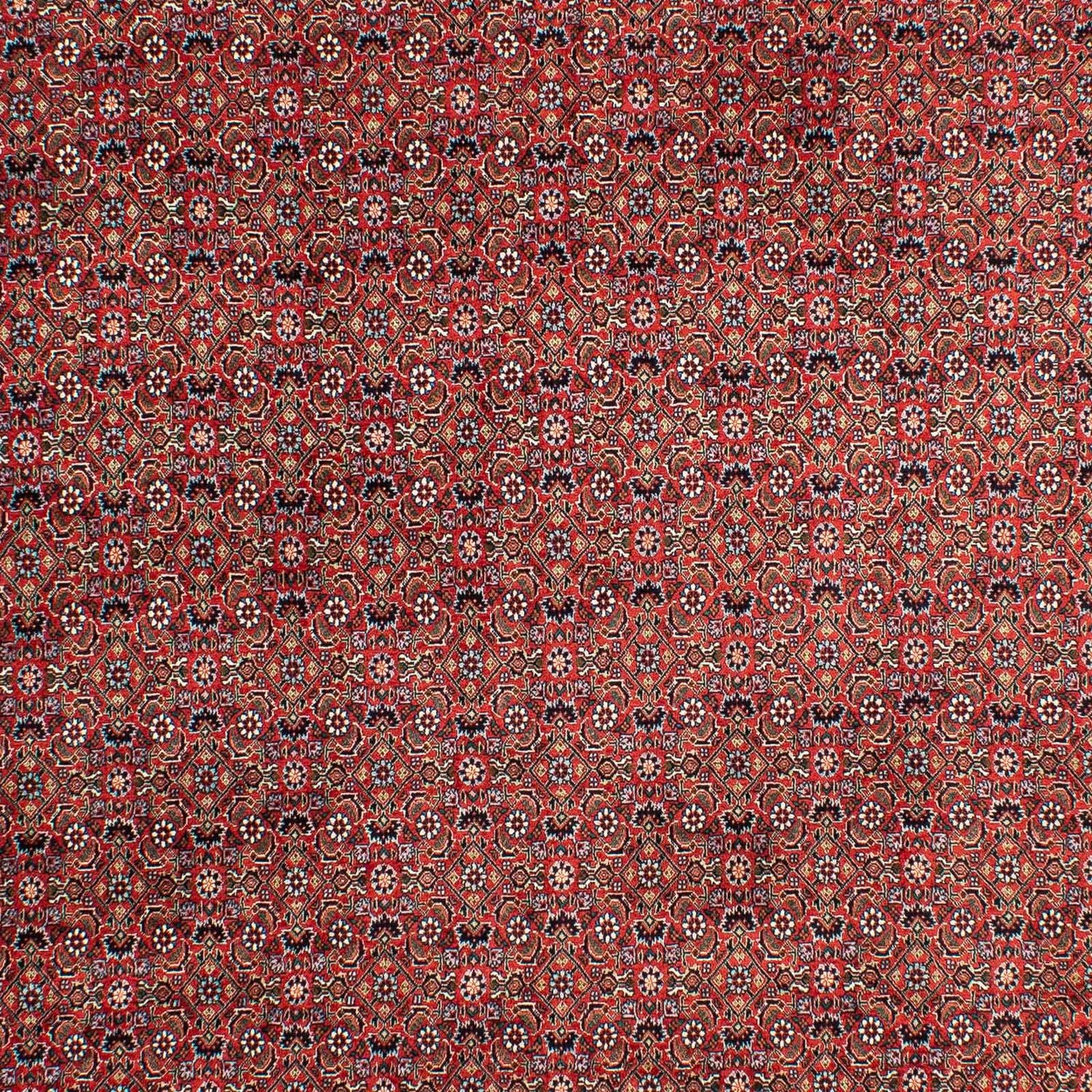 Persisk tæppe - Bijar - 299 x 203 cm - lysrød