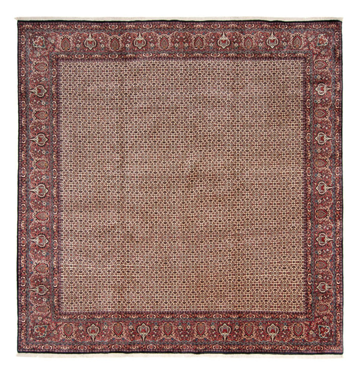 Persisk tæppe - Bijar - Royal firkantet  - 366 x 348 cm - beige