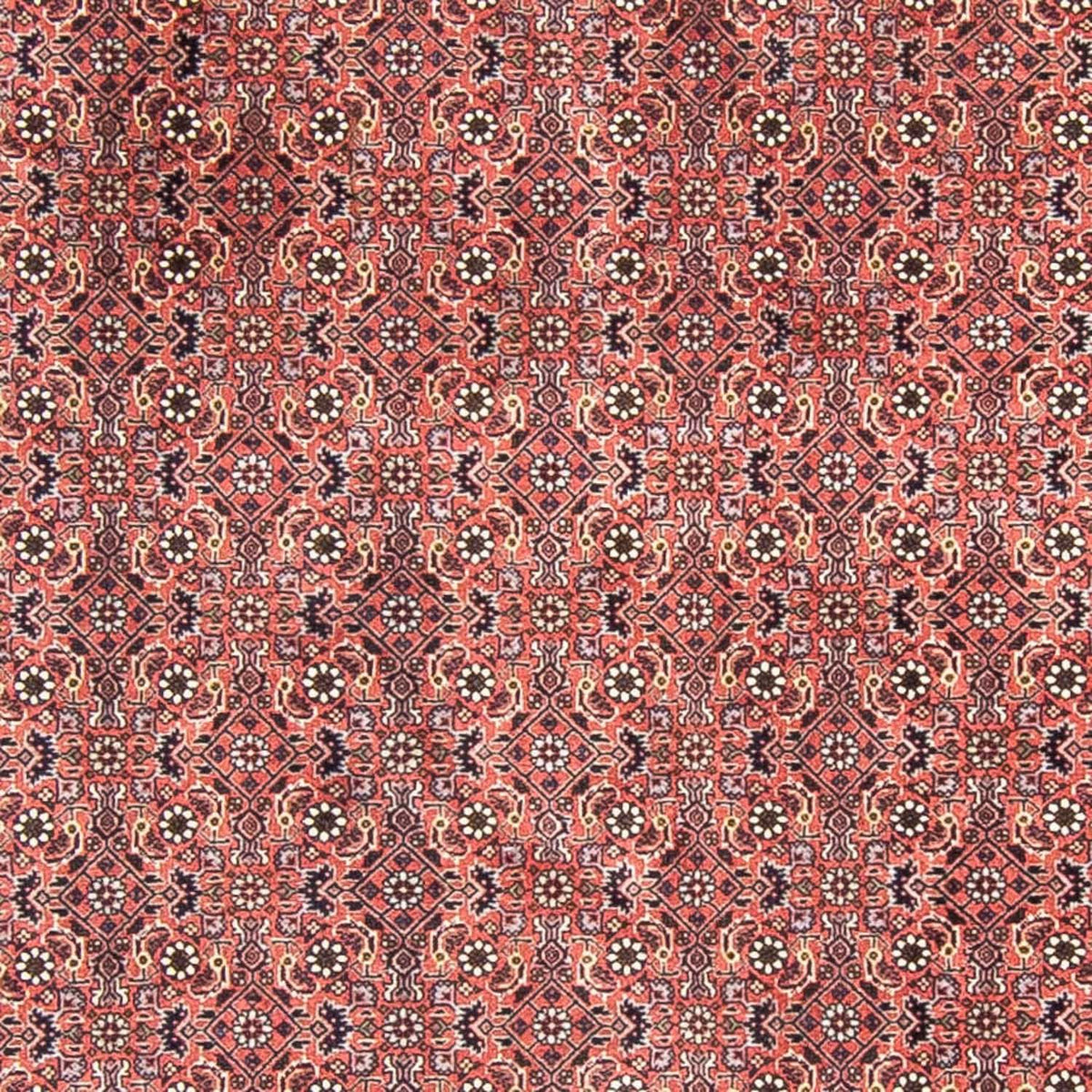 Persisk tæppe - Bijar rundt  - 300 x 300 cm - lysrød